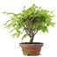Zelkova serrata, 20 cm, ± 20 años