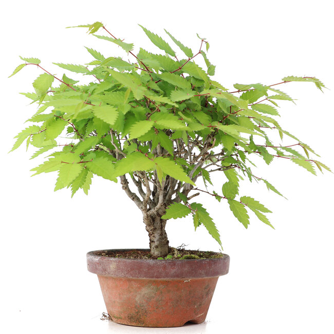 Zelkova serrata, 20 cm, ± 20 anni