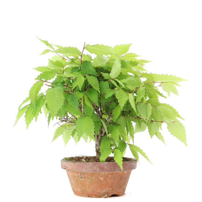 Zelkova serrata, 18 cm, ± 20 años