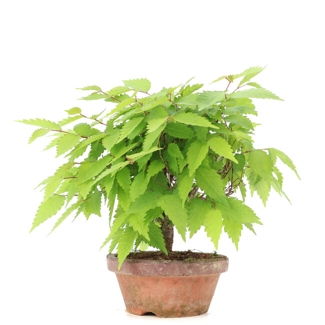 Zelkova serrata, 18 cm, ± 20 años