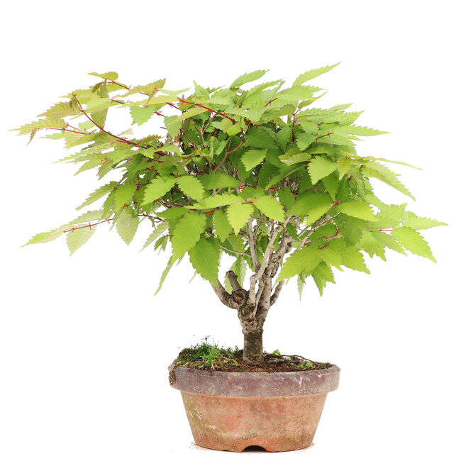 Zelkova serrata, 20 cm, ± 20 ans