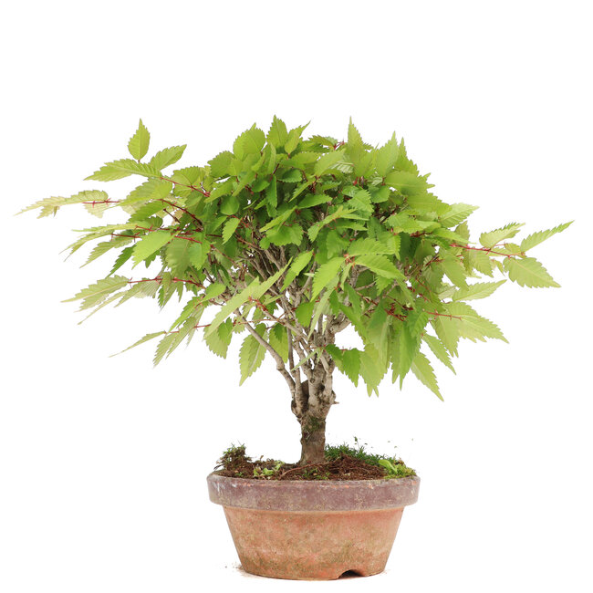 Zelkova serrata, 20 cm, ± 20 Jahre alt