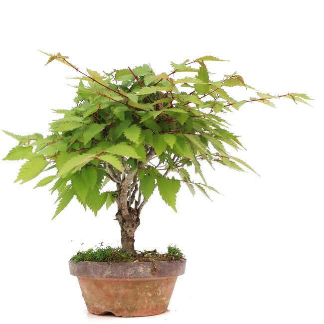 Zelkova serrata, 20 cm, ± 20 anni