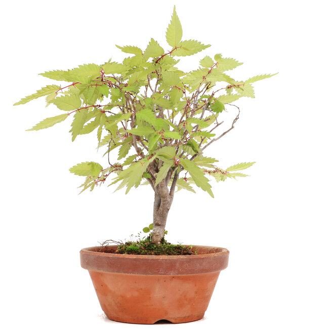 Zelkova serrata, 16,5 cm, ± 20 ans