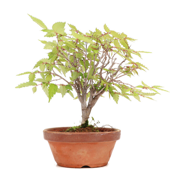 Zelkova serrata, 16,5 cm, ± 20 ans