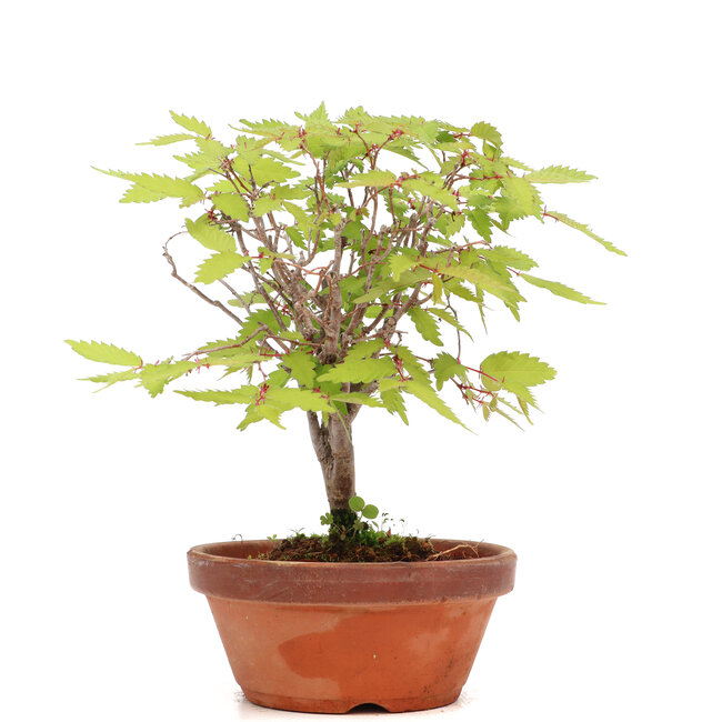 Zelkova serrata, 16,5 cm, ± 20 jaar oud