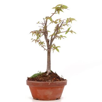 Zelkova serrata, 22 cm, ± 20 anni