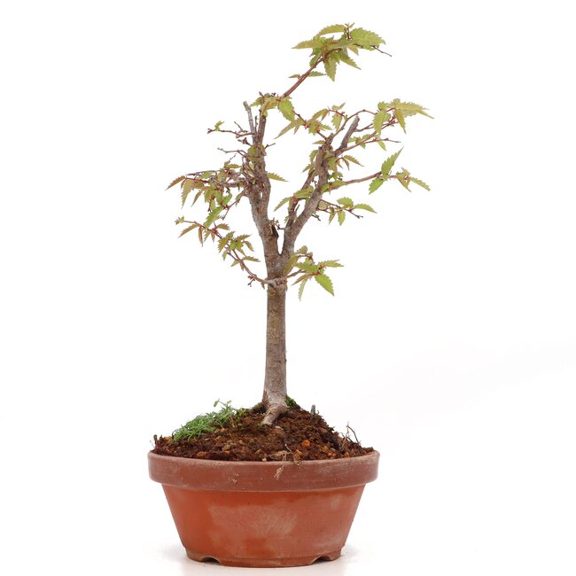 Zelkova serrata, 22 cm, ± 20 Jahre alt