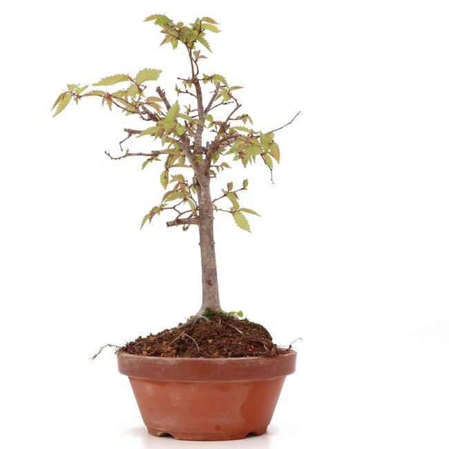 Zelkova serrata, 22 cm, ± 20 años