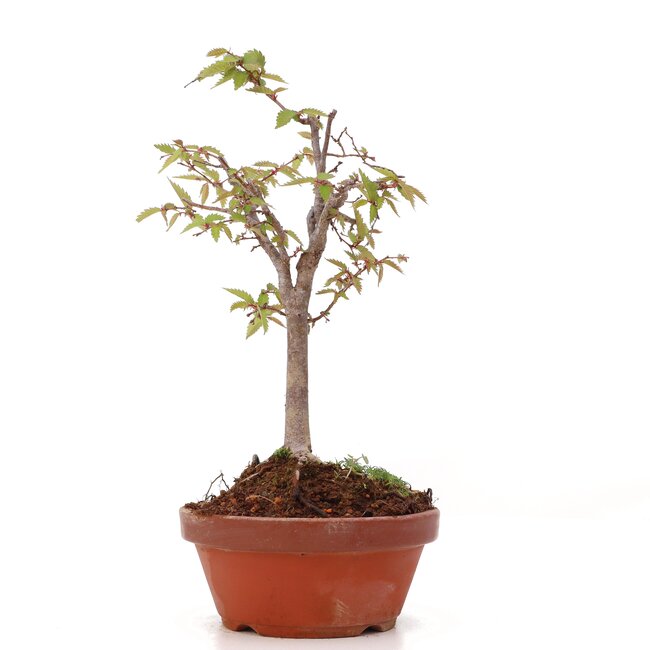 Zelkova serrata, 22 cm, ± 20 jaar oud