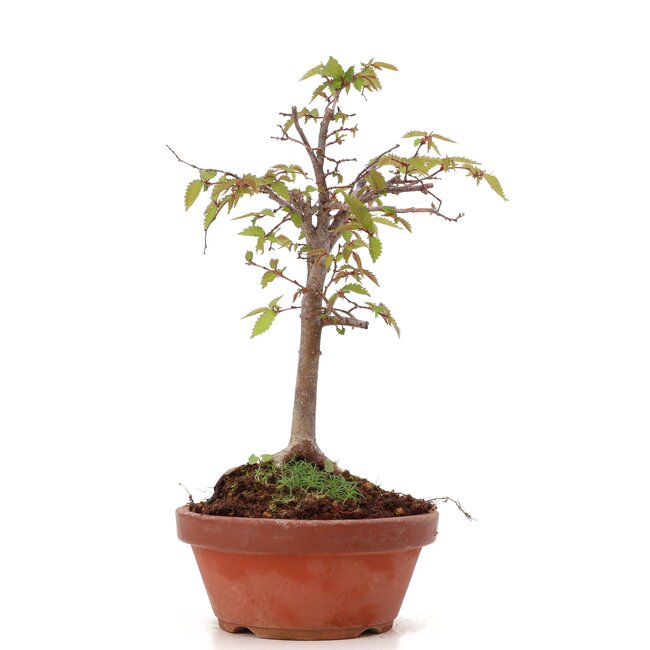 Zelkova serrata, 22 cm, ± 20 Jahre alt