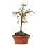 Zelkova serrata, 22 cm, ± 20 años