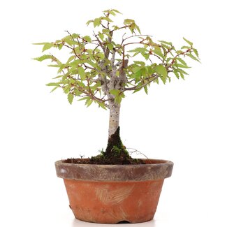 Zelkova serrata, 18 cm, ± 20 years old