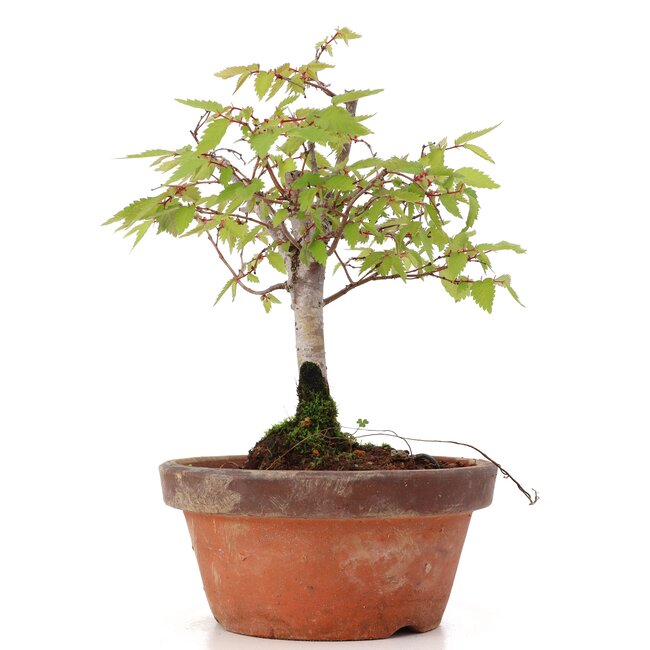 Zelkova serrata, 18 cm, ± 20 years old