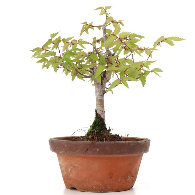Zelkova serrata, 18 cm, ± 20 anni