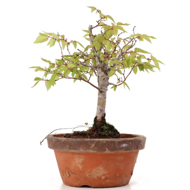 Zelkova serrata, 18 cm, ± 20 anni