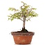 Zelkova serrata, 18 cm, ± 20 Jahre alt