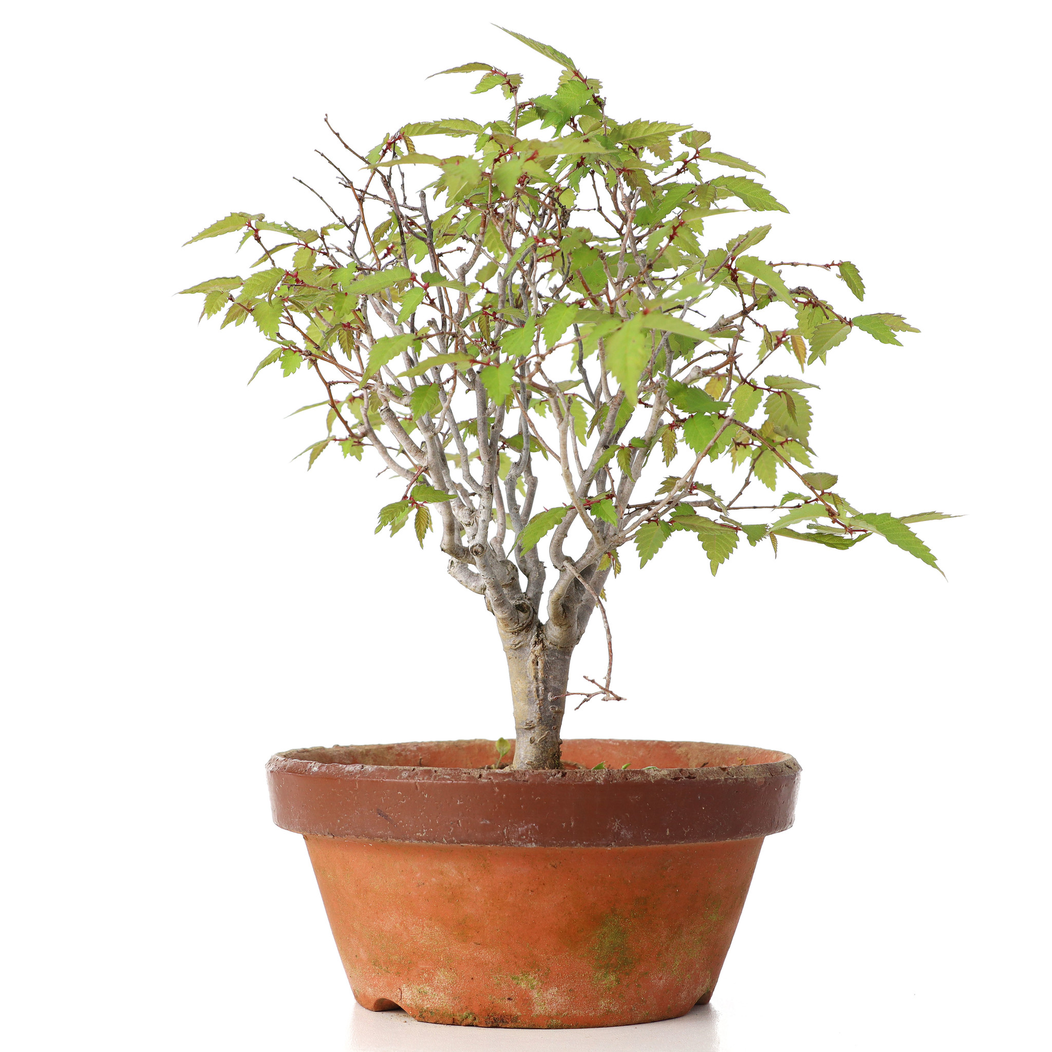 Acquistare Bonsai Zelkova 16 anni - Un bonsia resistente 
