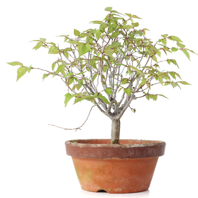 Zelkova serrata, 22 cm, ± 20 ans