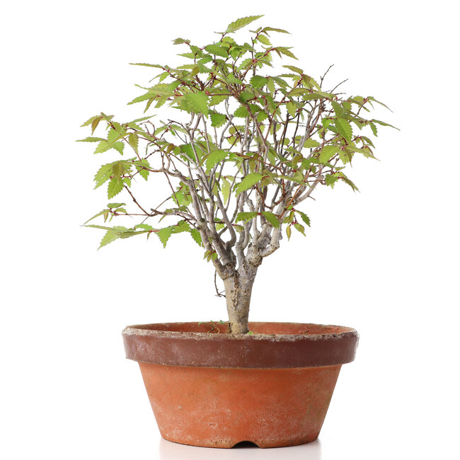 Zelkova serrata, 22 cm, ± 20 años