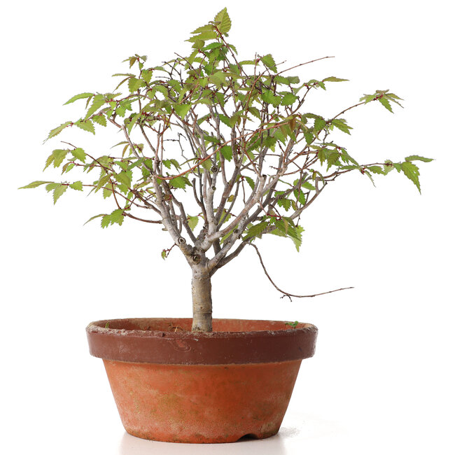 Zelkova serrata, 22 cm, ± 20 anni