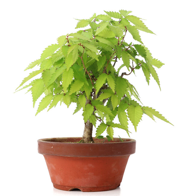 Zelkova serrata, 21 cm, ± 20 Jahre alt