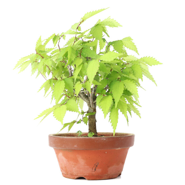 Zelkova serrata, 21 cm, ± 20 jaar oud