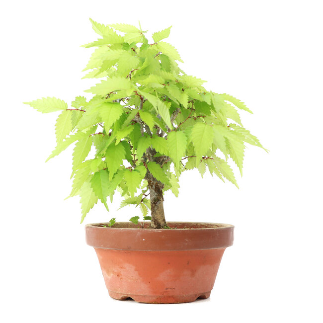Zelkova serrata, 21 cm, ± 20 Jahre alt