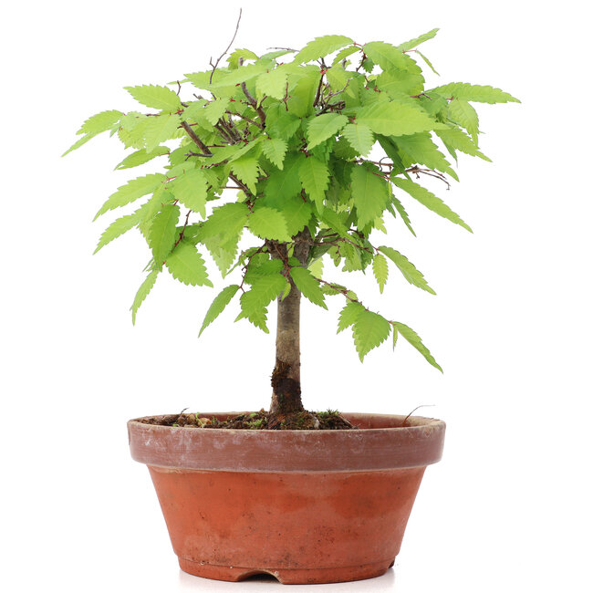 Zelkova serrata, 19,5 cm, ± 20 anni