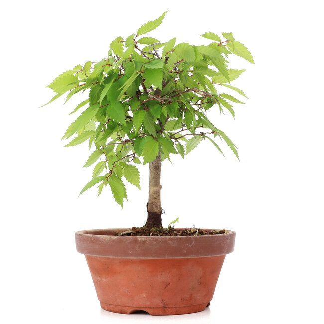 Zelkova serrata, 19,5 cm, ± 20 jaar oud