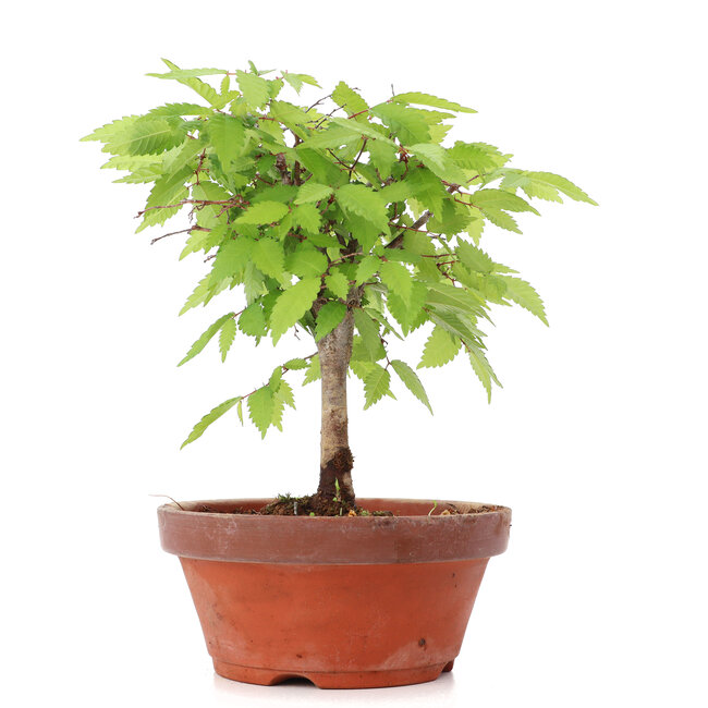 Zelkova serrata, 19,5 cm, ± 20 Jahre alt