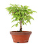 Zelkova serrata, 19,5 cm, ± 20 years old