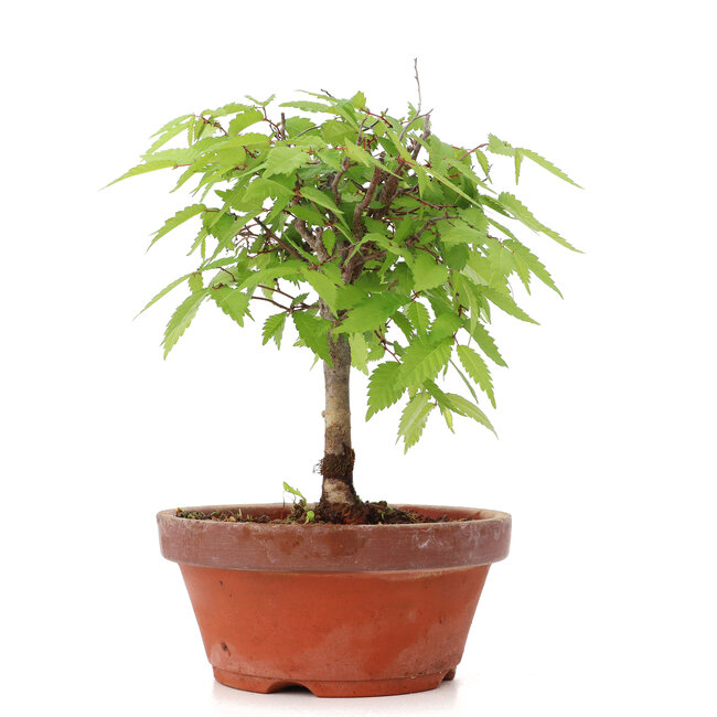 Zelkova serrata, 19,5 cm, ± 20 Jahre alt