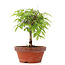 Zelkova serrata, 19,5 cm, ± 20 years old