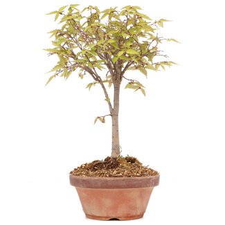 Zelkova serrata, 25 cm, ± 20 Jahre alt