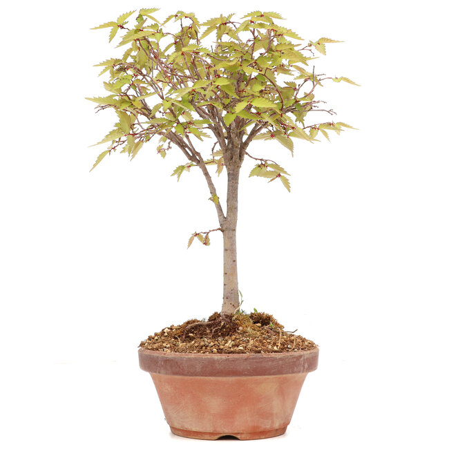 Zelkova serrata, 25 cm, ± 20 jaar oud