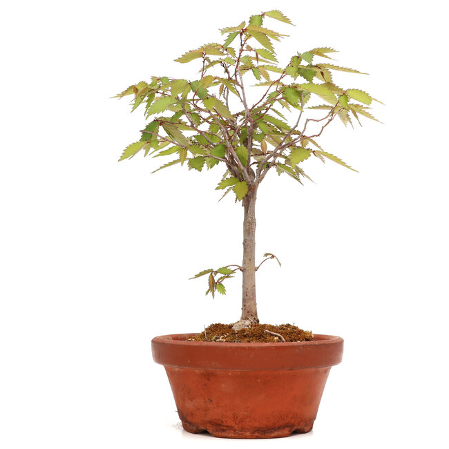 Zelkova serrata, 25 cm, ± 20 jaar oud