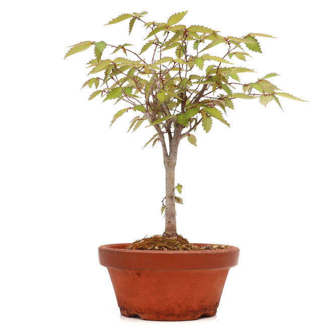 Zelkova serrata, 25 cm, ± 20 years old