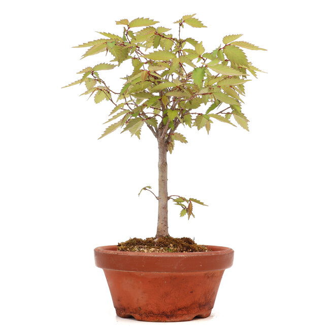 Zelkova serrata, 25 cm, ± 20 Jahre alt