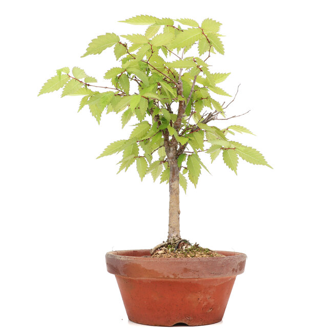 Zelkova serrata, 22,5 cm, ± 20 jaar oud