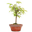 Zelkova serrata, 22,5 cm, ± 20 years old