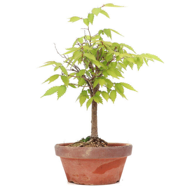 Zelkova serrata, 22,5 cm, ± 20 Jahre alt