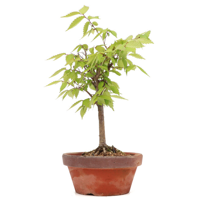 Zelkova serrata, 22,5 cm, ± 20 anni