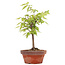 Zelkova serrata, 22,5 cm, ± 20 Jahre alt