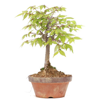 Zelkova serrata, 19 cm, ± 20 jaar oud