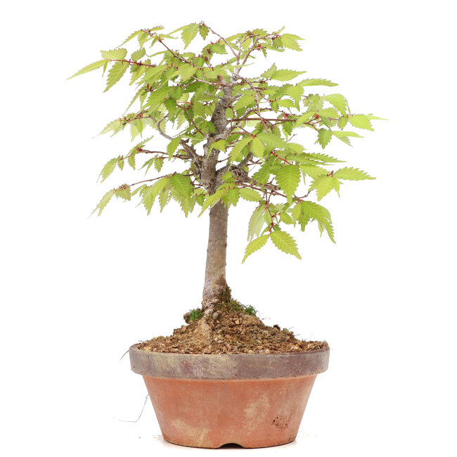 Zelkova serrata, 19 cm, ± 20 jaar oud