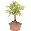 Zelkova serrata, 19 cm, ± 20 years old