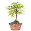 Zelkova serrata, 19 cm, ± 20 Jahre alt