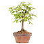 Zelkova serrata, 19 cm, ± 20 Jahre alt