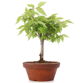 Zelkova serrata, 22,5 cm, ± 20 jaar oud